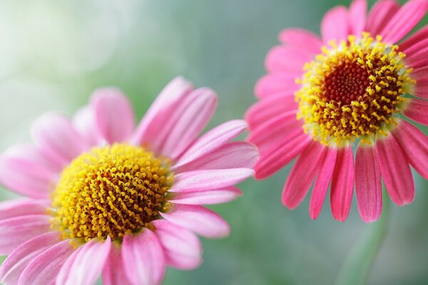 Two beautiful summer flowers