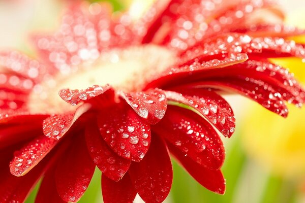 Fotografía macro con una hermosa flor