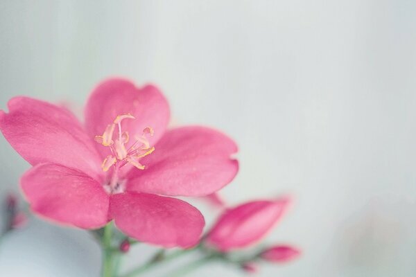 Zarte Blume und Makroaufnahmen