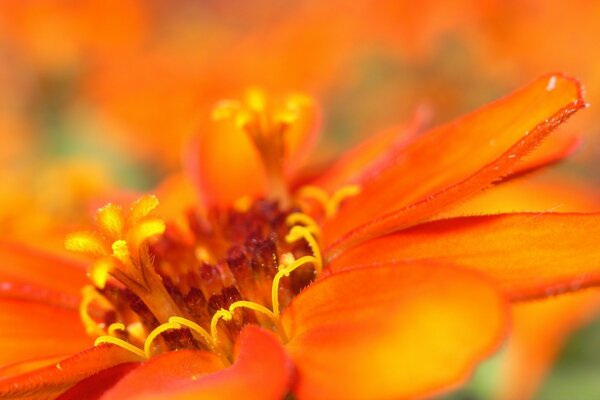 Más cerca de la foto de los estambres de la flor