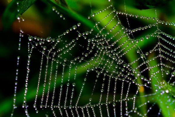 Gotas de agua en la telaraña. Trampa de araña