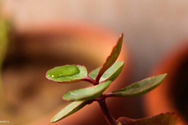 Macro photography with a blurry background