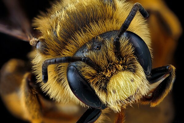 El hocico amarillo de la abeja de cerca