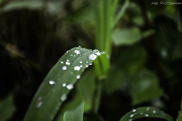 Hojas verdes con gotas de rocío