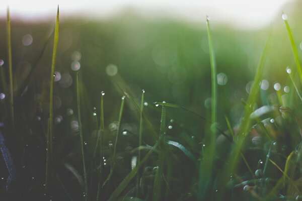 Tau auf dem Rasen nach dem Regen