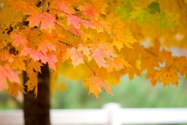 Gelbe Ahornblätter im Herbst