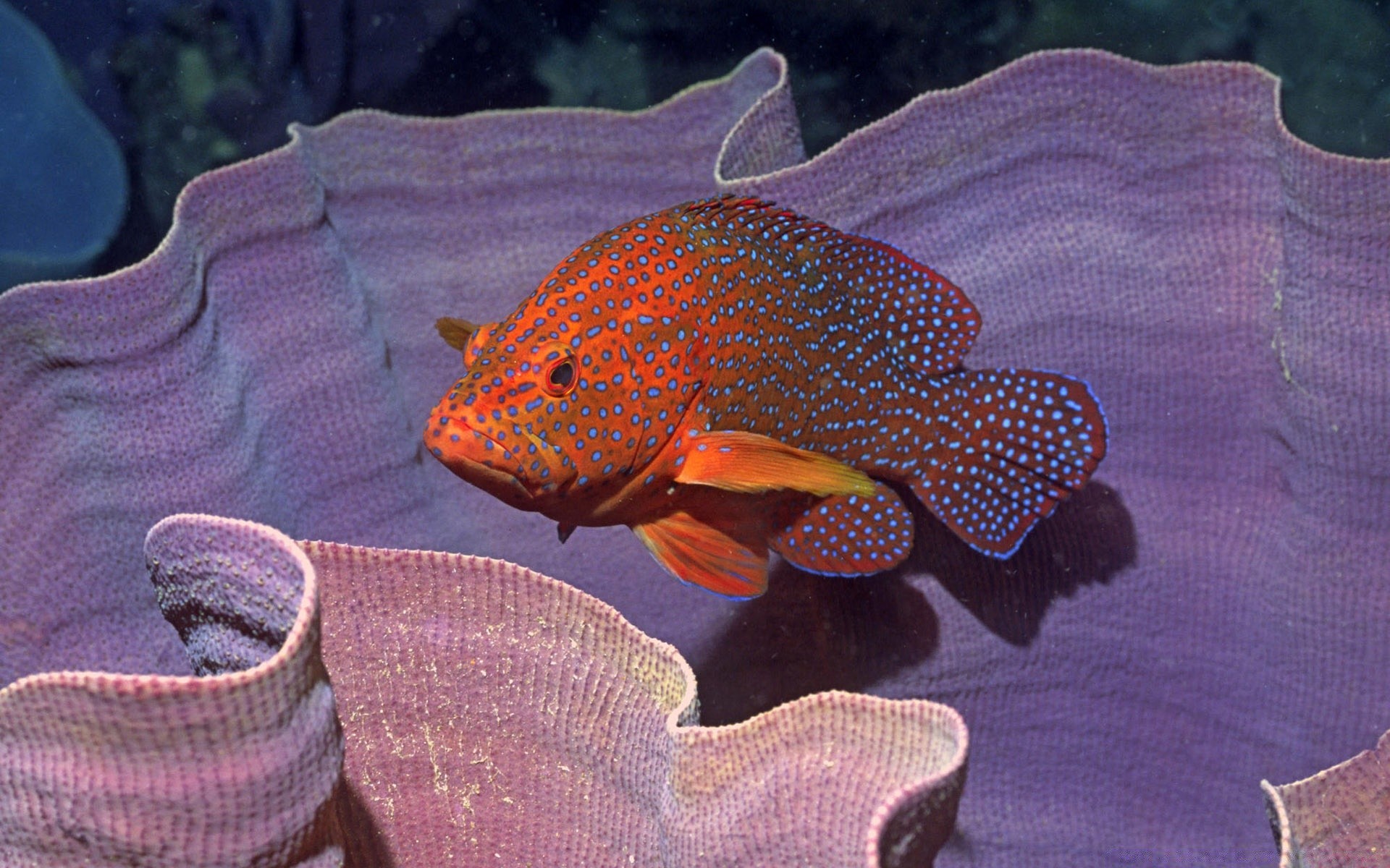 animaux marins sous-marin poissons nature océan mer couleur tropical eau marine bureau invertébrés