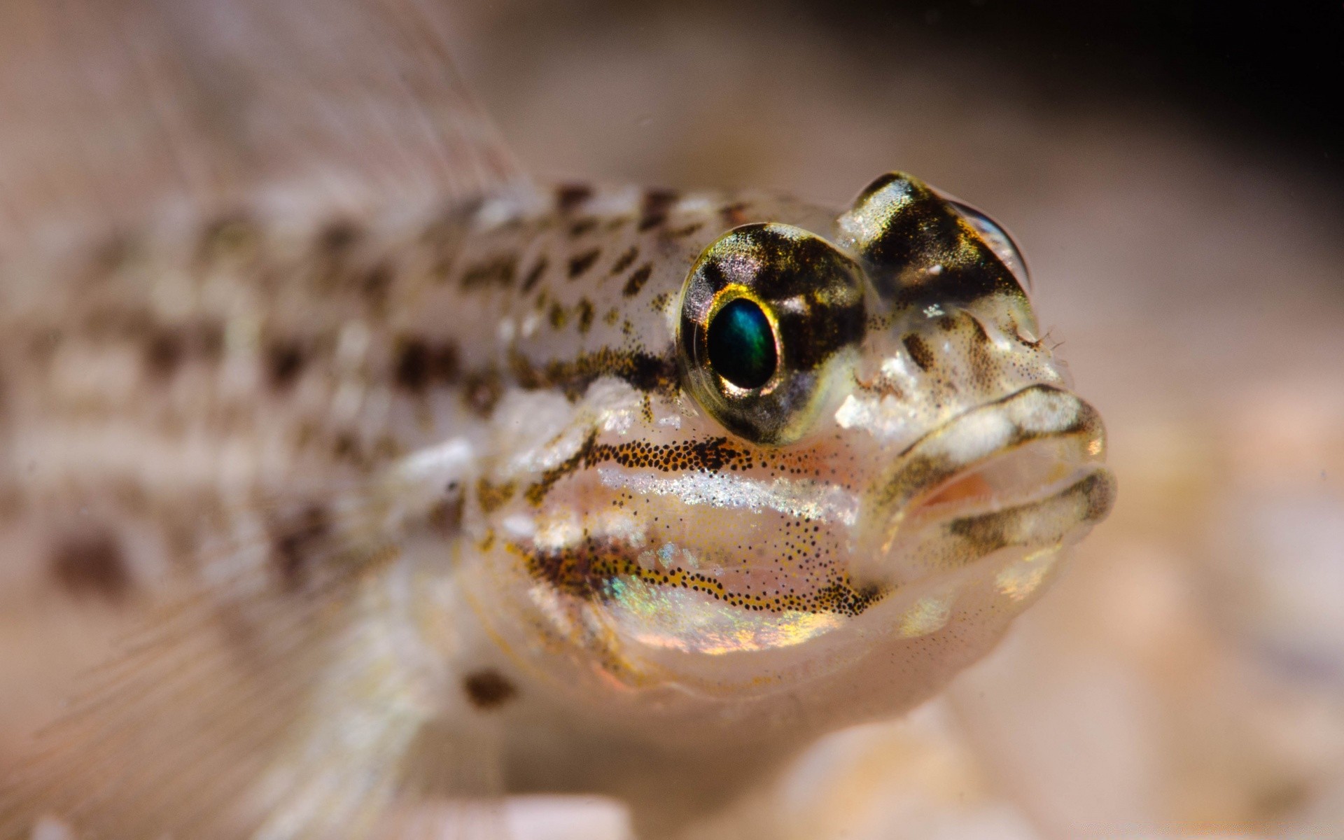 meerestiere natur tierwelt tier ein porträt gazoo auge biologie fische anzeigen