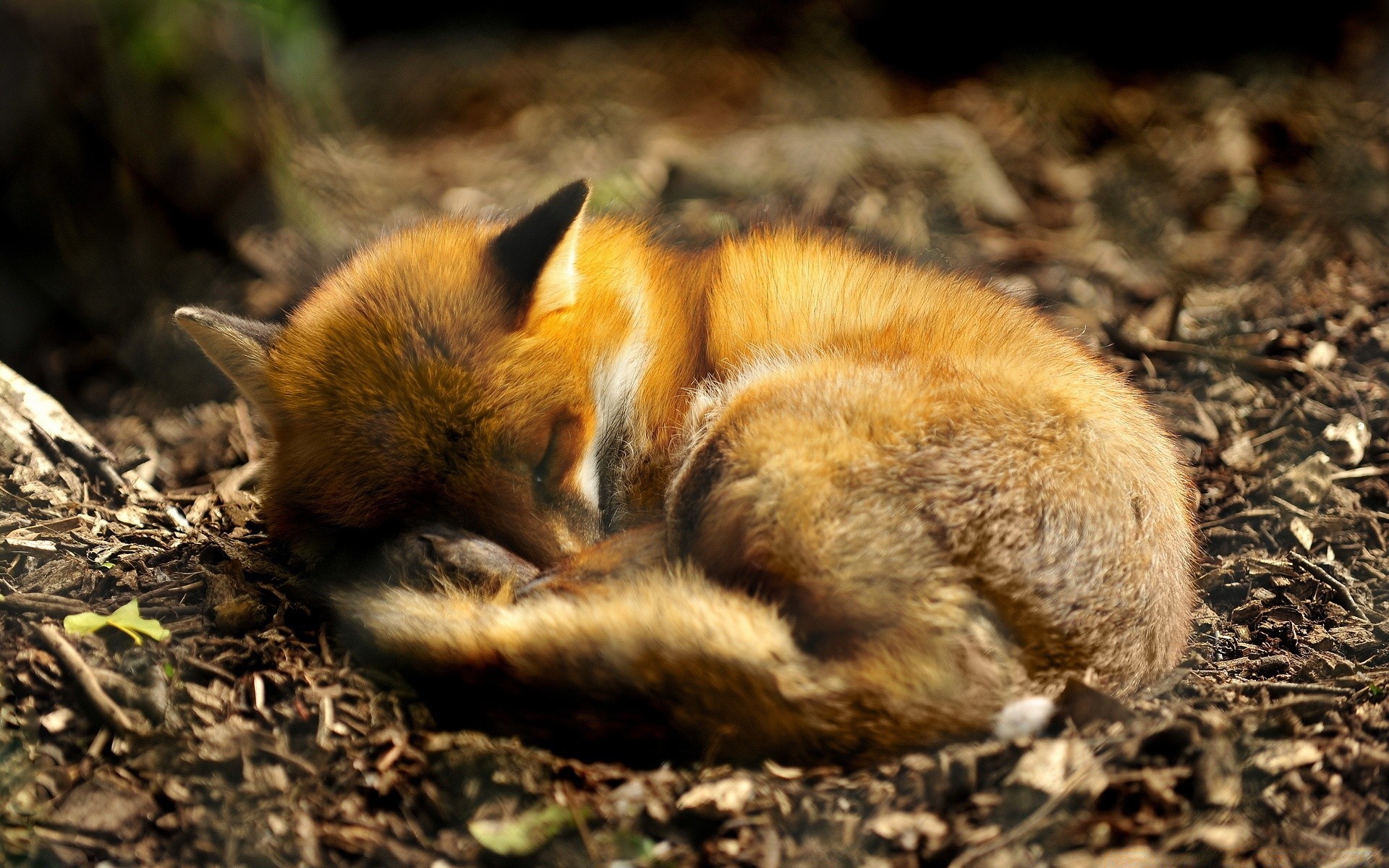 zwierzęta ssak dzika przyroda natura na zewnątrz śliczne lis futro dziki mało gryzoń zwierzę światło dzienne drewno