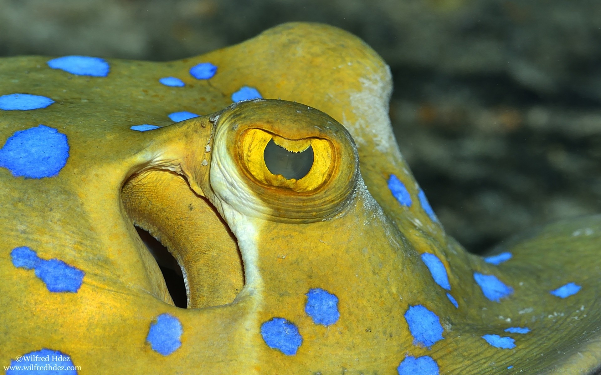 animales marinos bajo el agua agua naturaleza peces color océano mar invertebrados