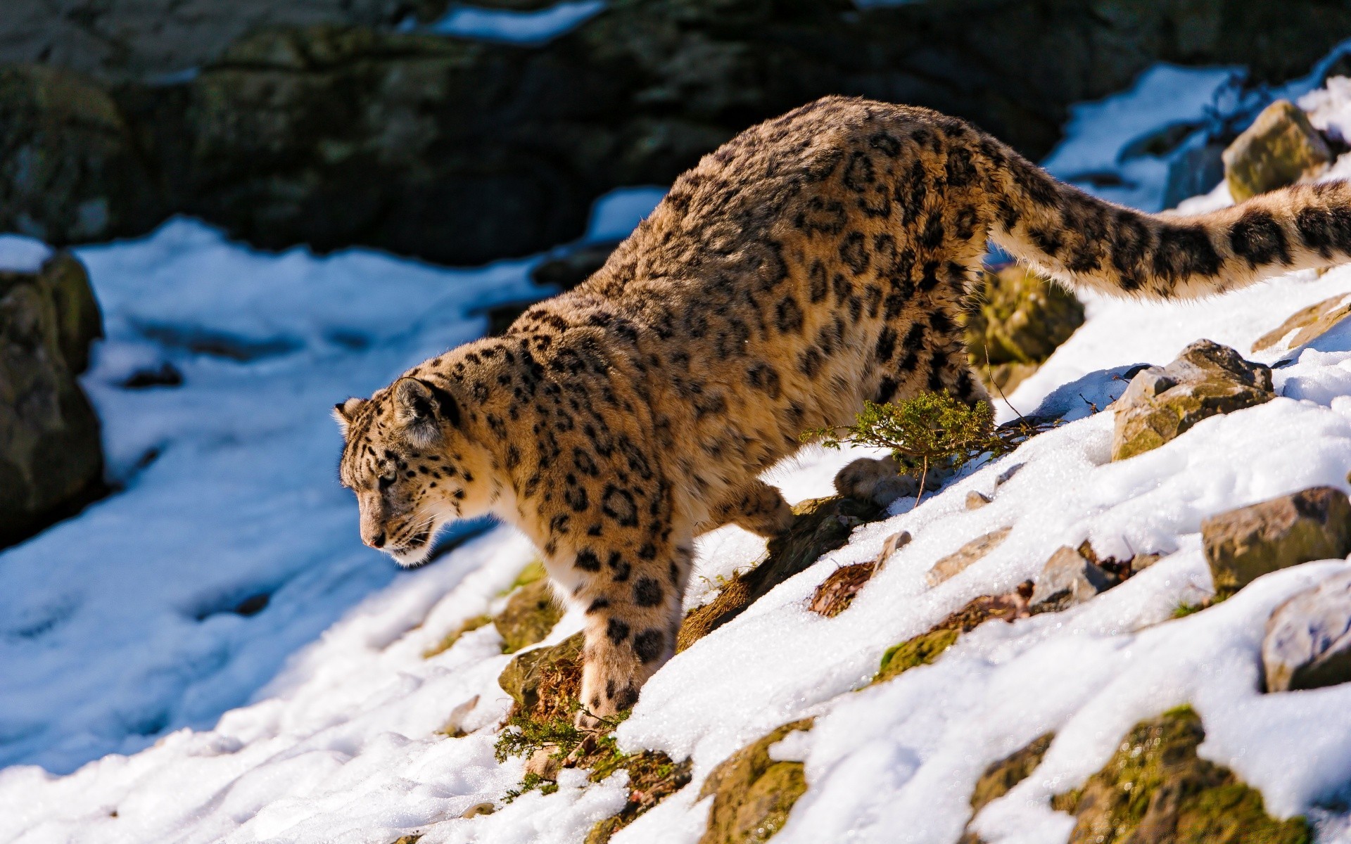 animales vida silvestre mamífero nieve al aire libre naturaleza invierno gato luz del día animal depredador salvaje frío peligro