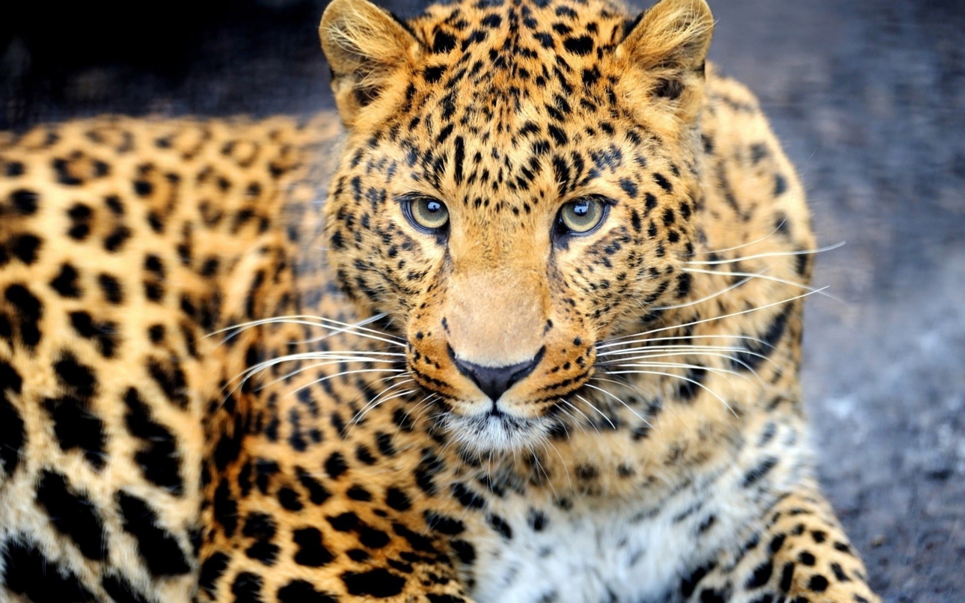 animaux chat faune mammifère léopard prédateur animal mangeur de viande chasseur zoo safari guépard fourrure sauvage