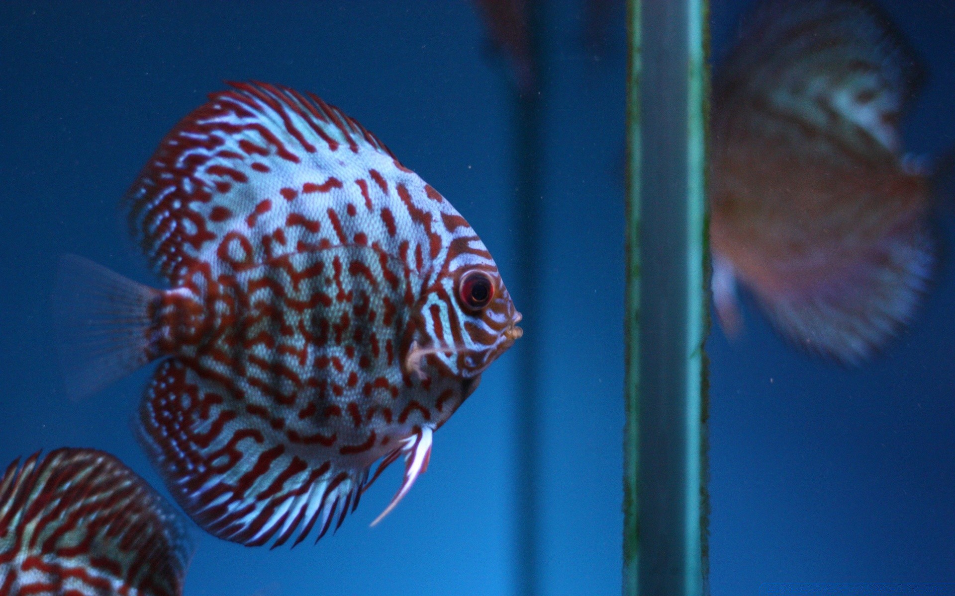 animaux marins poissons sous-marin aquarium natation poisson rouge océan réservoir eau tropical corail récif mer fin profonde aquatique marine faune plongée nature