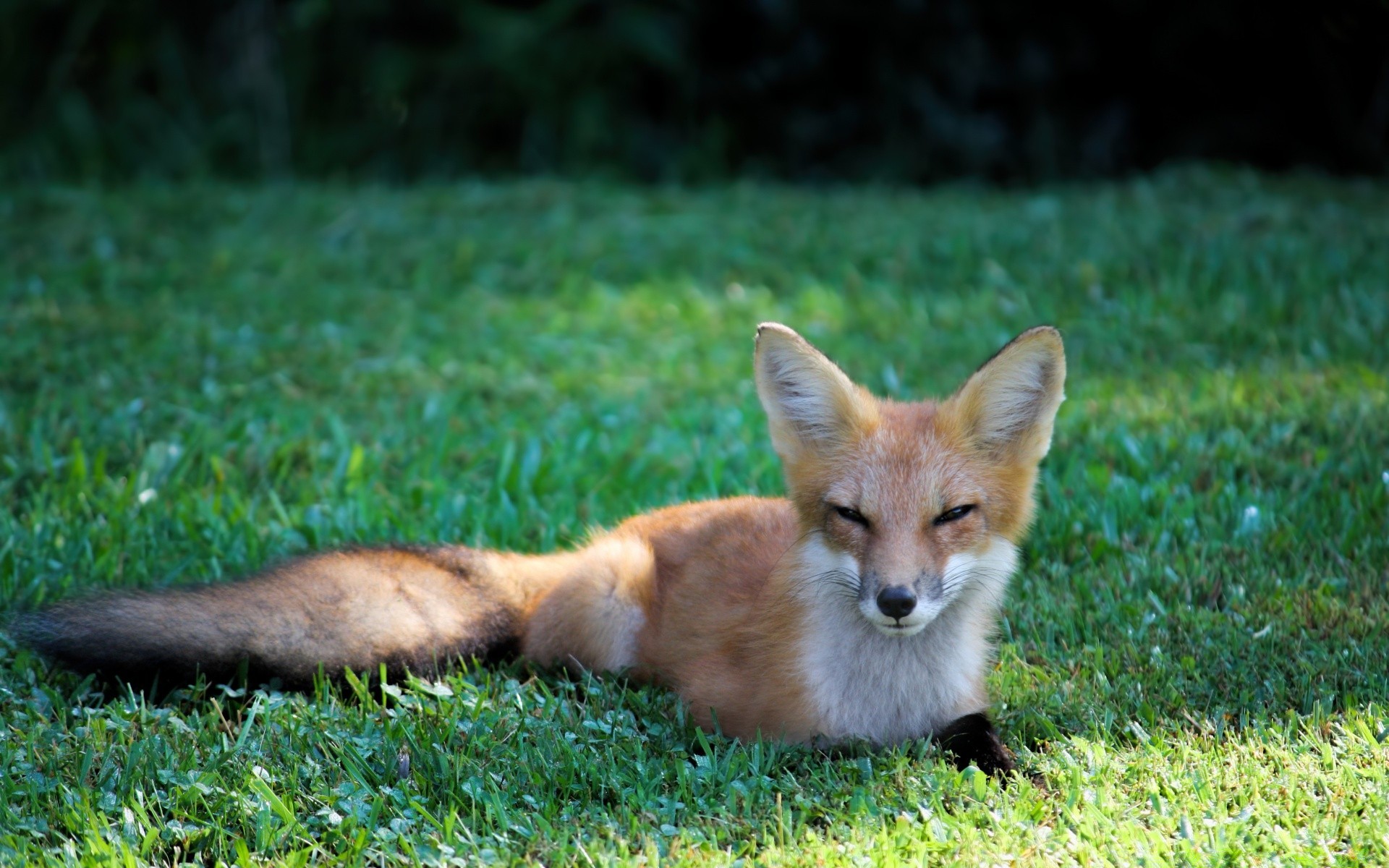 animales mamífero animal zorro perro piel vida silvestre lindo hierba perro naturaleza salvaje poco