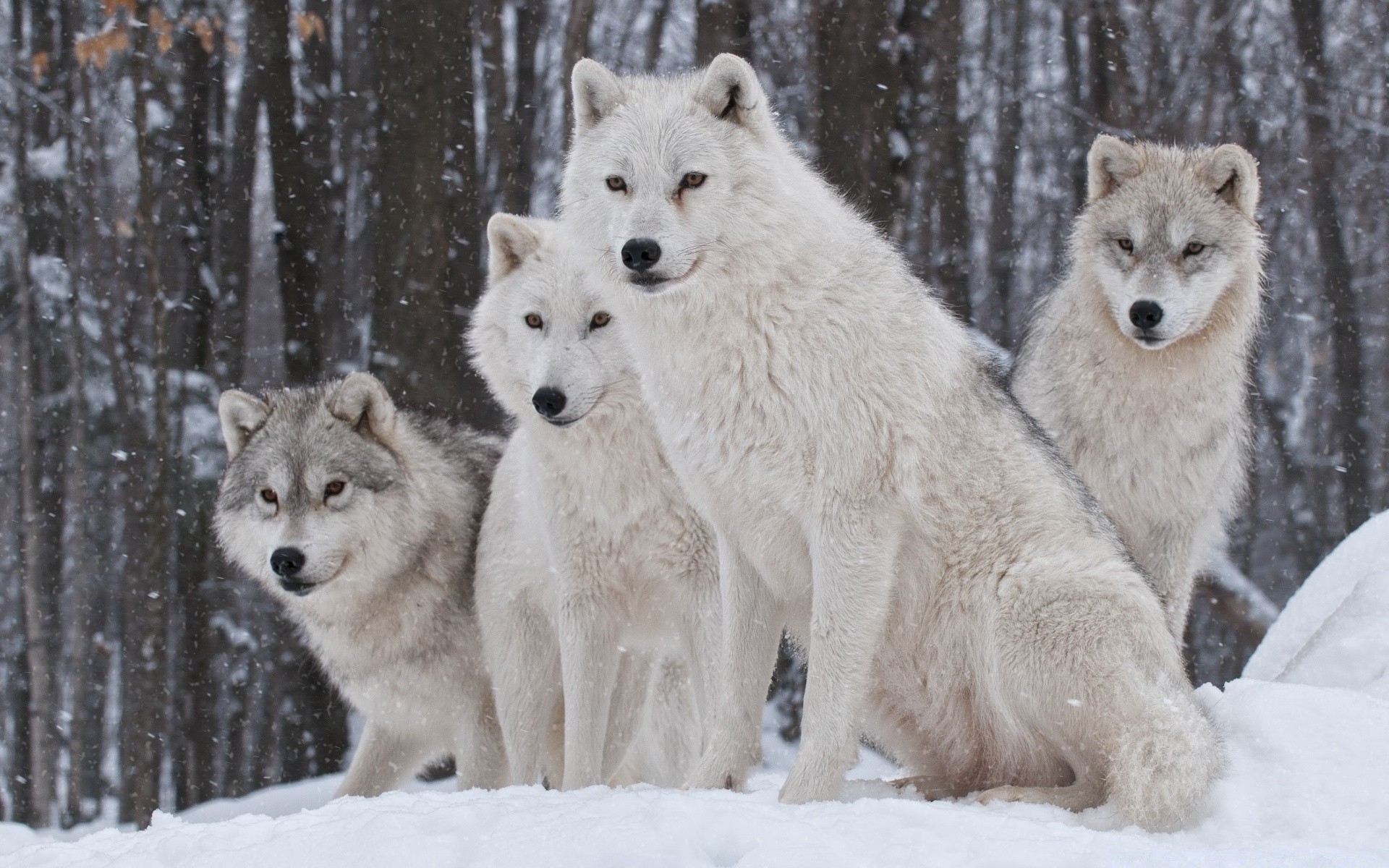 animaux neige givré hiver loup polaire mammifère froid nature canin traîneau faune sauvage chien bois