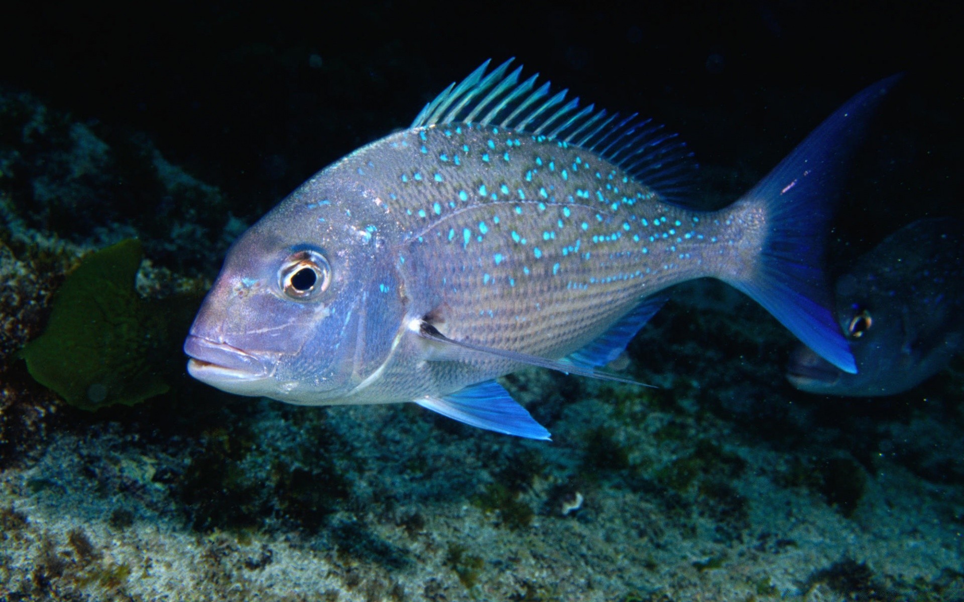 animaux marins poissons sous-marin océan mer marine eau natation corail nature récif tropical aquatique eau salée de bureau