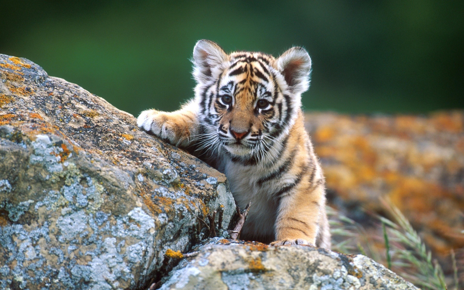 tiere tierwelt natur wild tier raubtier säugetier katze