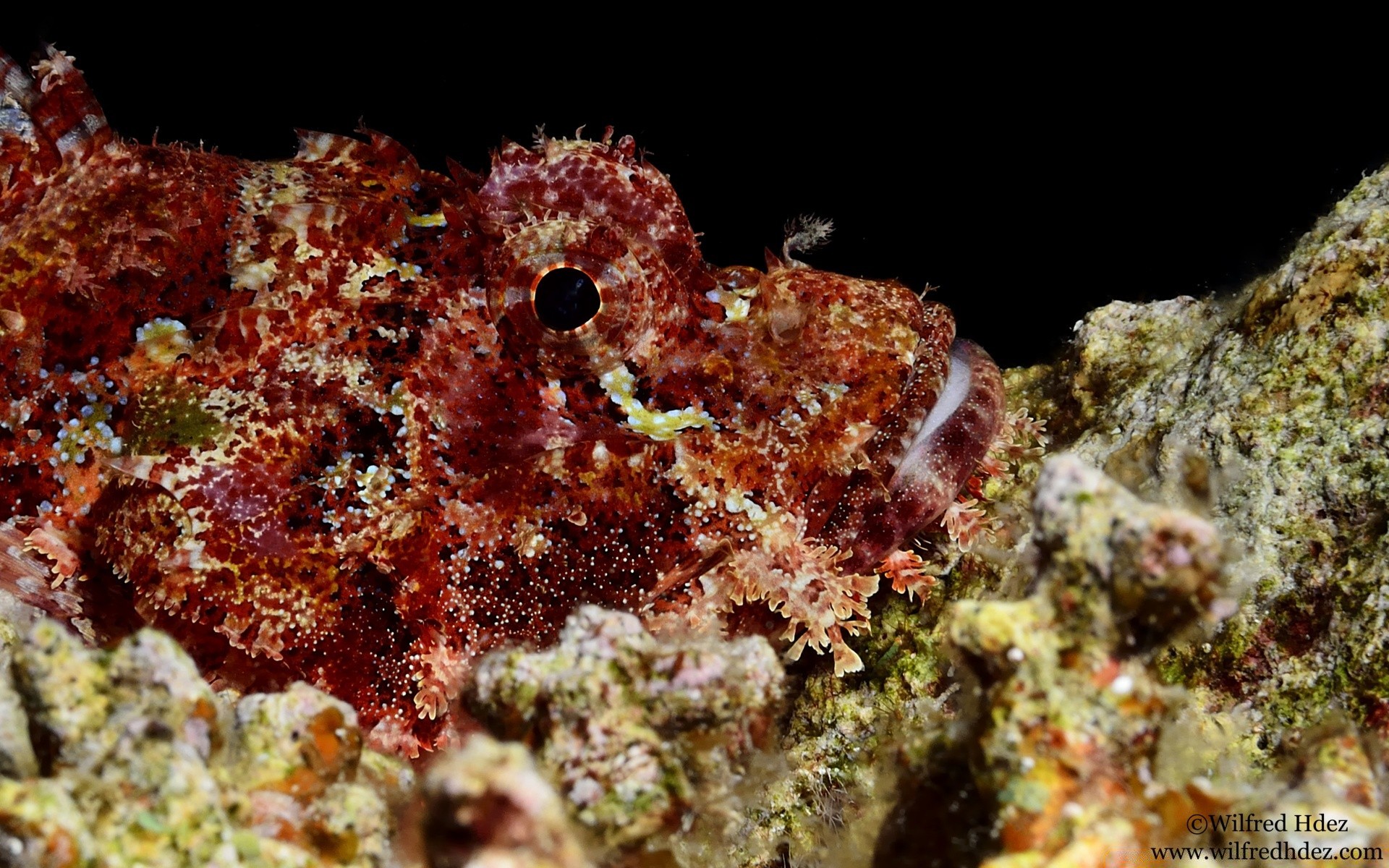 animaux marins sous-marin corail récif invertébrés poissons mer sous-marin océan nature plongée paysage