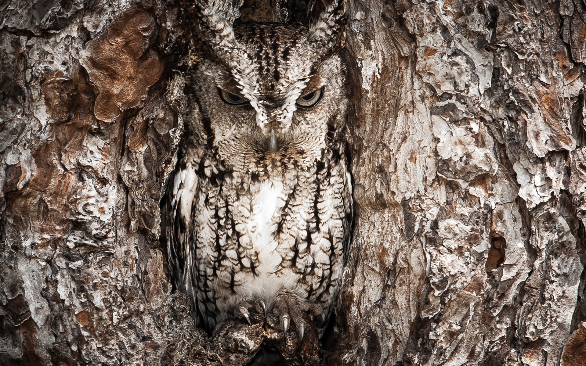 animaux arbre hibou nature écorce bois oiseau tronc sauvage bureau la faune gros plan