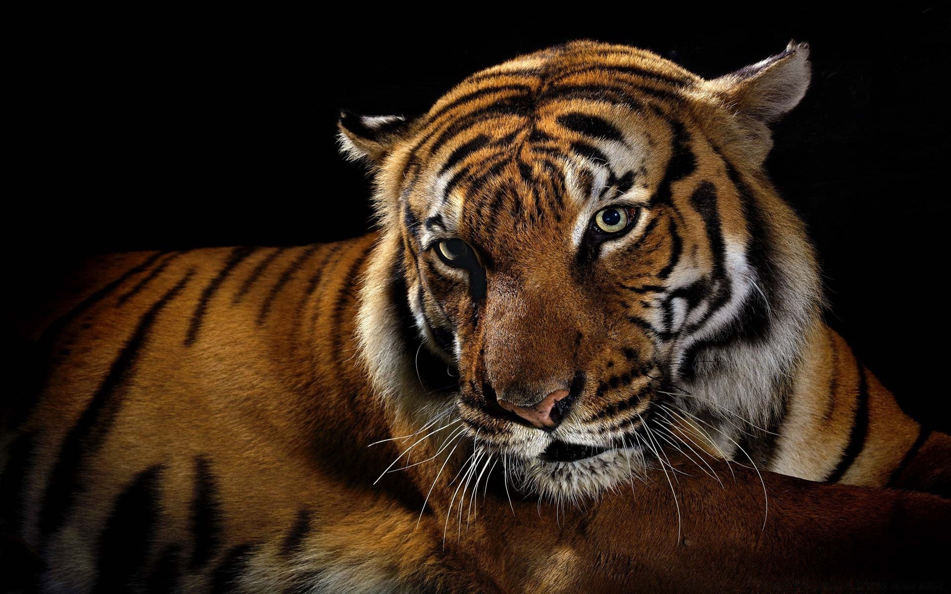 animaux tigre chat faune prédateur mammifère jungle zoo bande agression à la recherche animal chasseur en colère mangeur de viande tigresse tigris sibérien fourrure danger safari