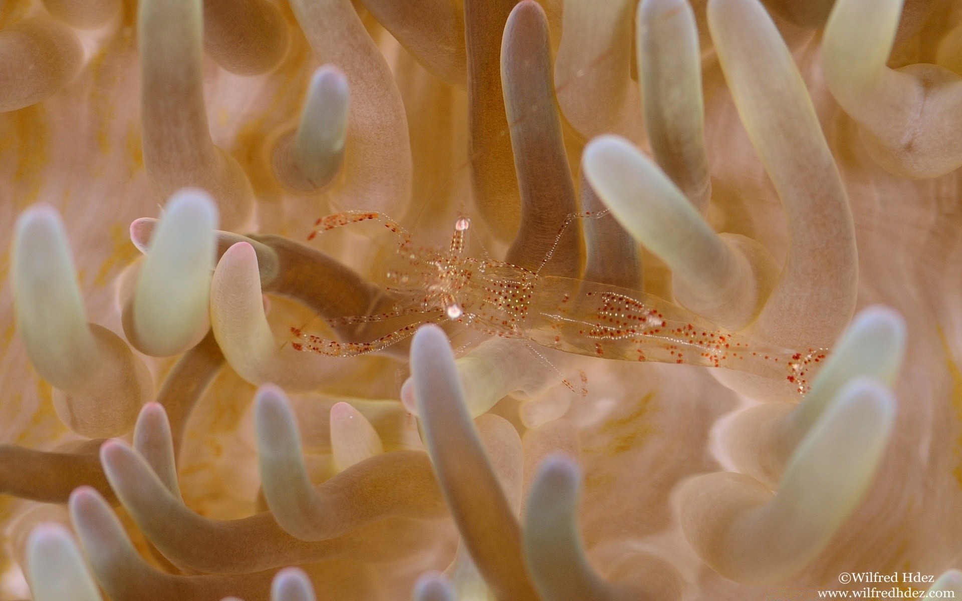 animali marini sott acqua corallo tropicale invertebrati natura pesce acqua mare barriera corallina acquatico anemone mare biologia oceano desktop sottomarino immersioni esotico colore