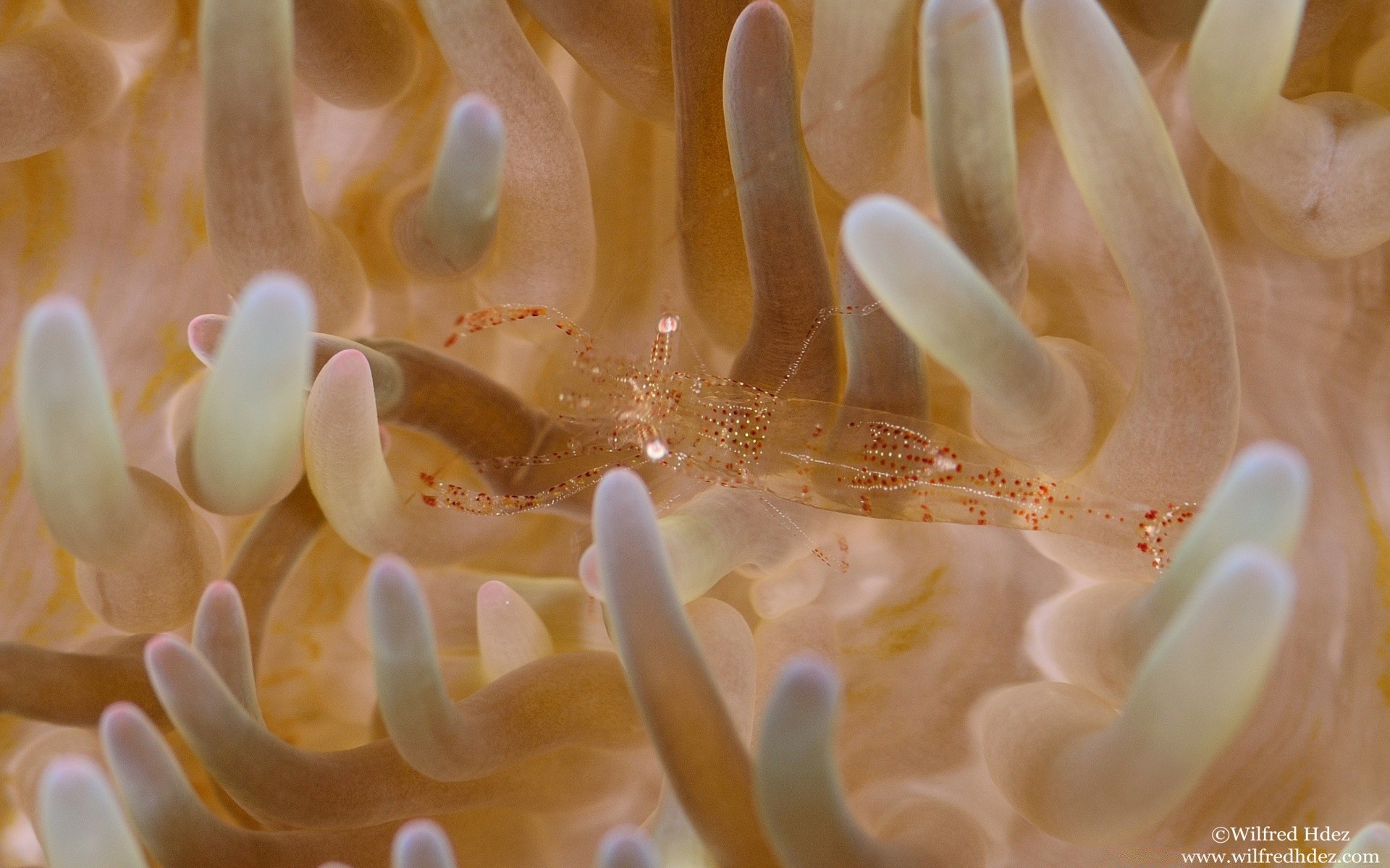 морские животные подводный коралловый тропический беспозвоночных природа рыбы воды морской риф водный анемона море биология океан рабочего стола подводная лодка дайвинг экзотические цвет