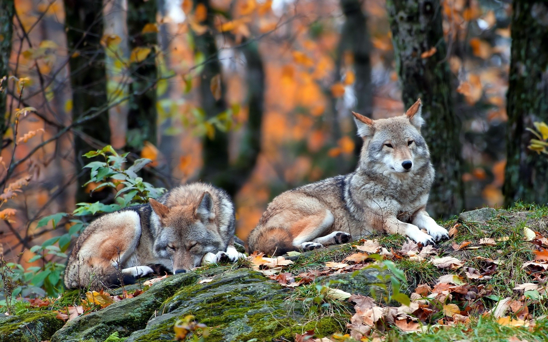 tiere säugetier natur wildtiere wolf holz wild im freien fuchs fell tier baum hundesportler raubtier herbst fleischesser gras kojote