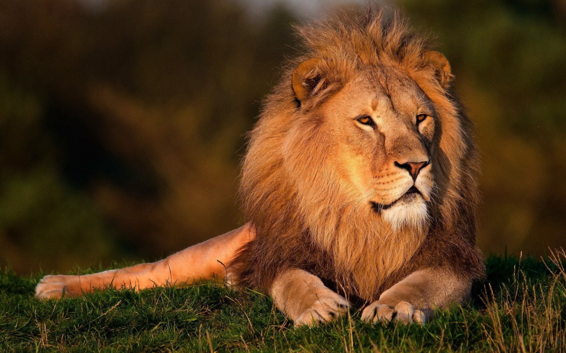 animais gato mamífero vida selvagem leão natureza animal grama predador pele selvagem retrato comedor de carne safari olho