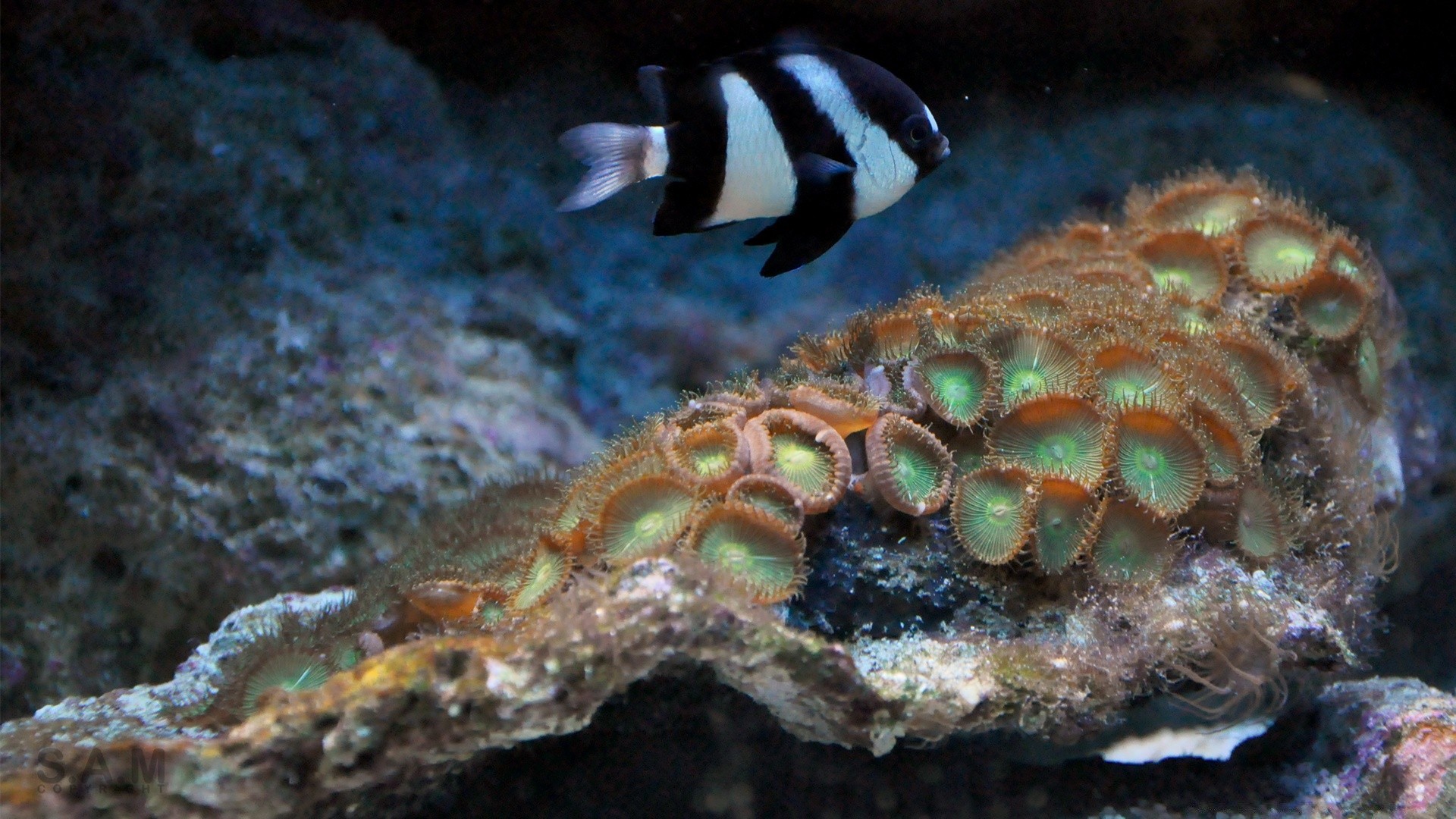 animaux marins sous-marin poissons récif corail invertébrés océan mer plongée plongée sous-marine tropical sous-marin la faune marine eau aquatique nature natation eau salée animal