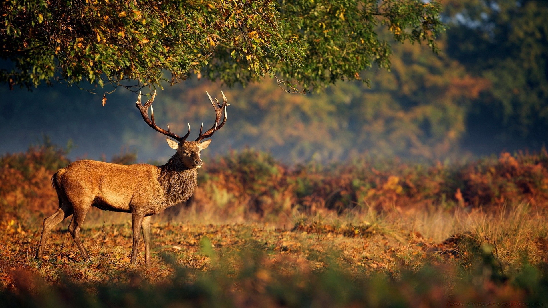 animales ciervo pantano mamífero vida silvestre madera naturaleza otoño buck al aire libre despedida de soltero hierba alce animal