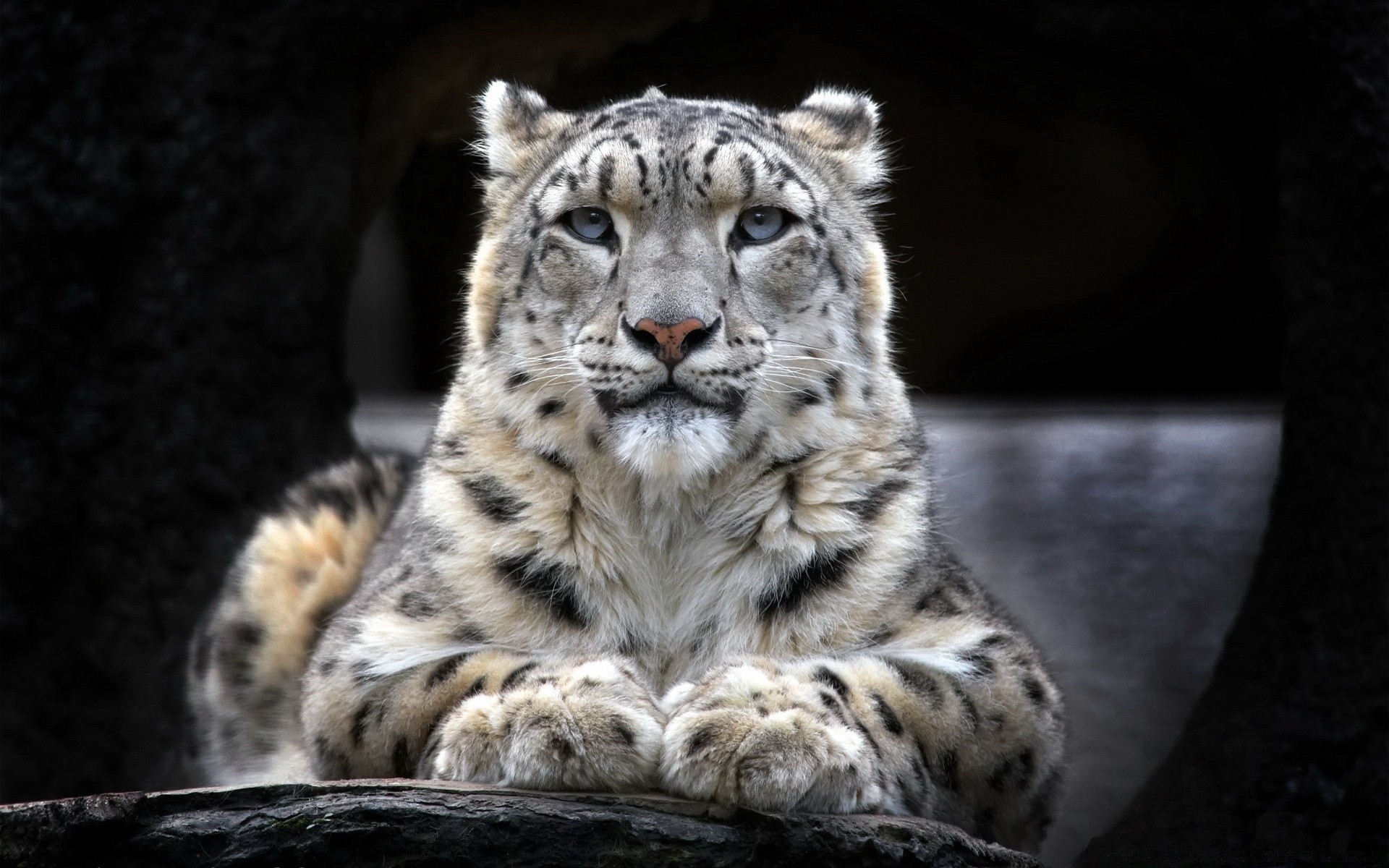 animaux faune chat mammifère animal prédateur sauvage zoo mangeur de viande nature grand portrait chasseur