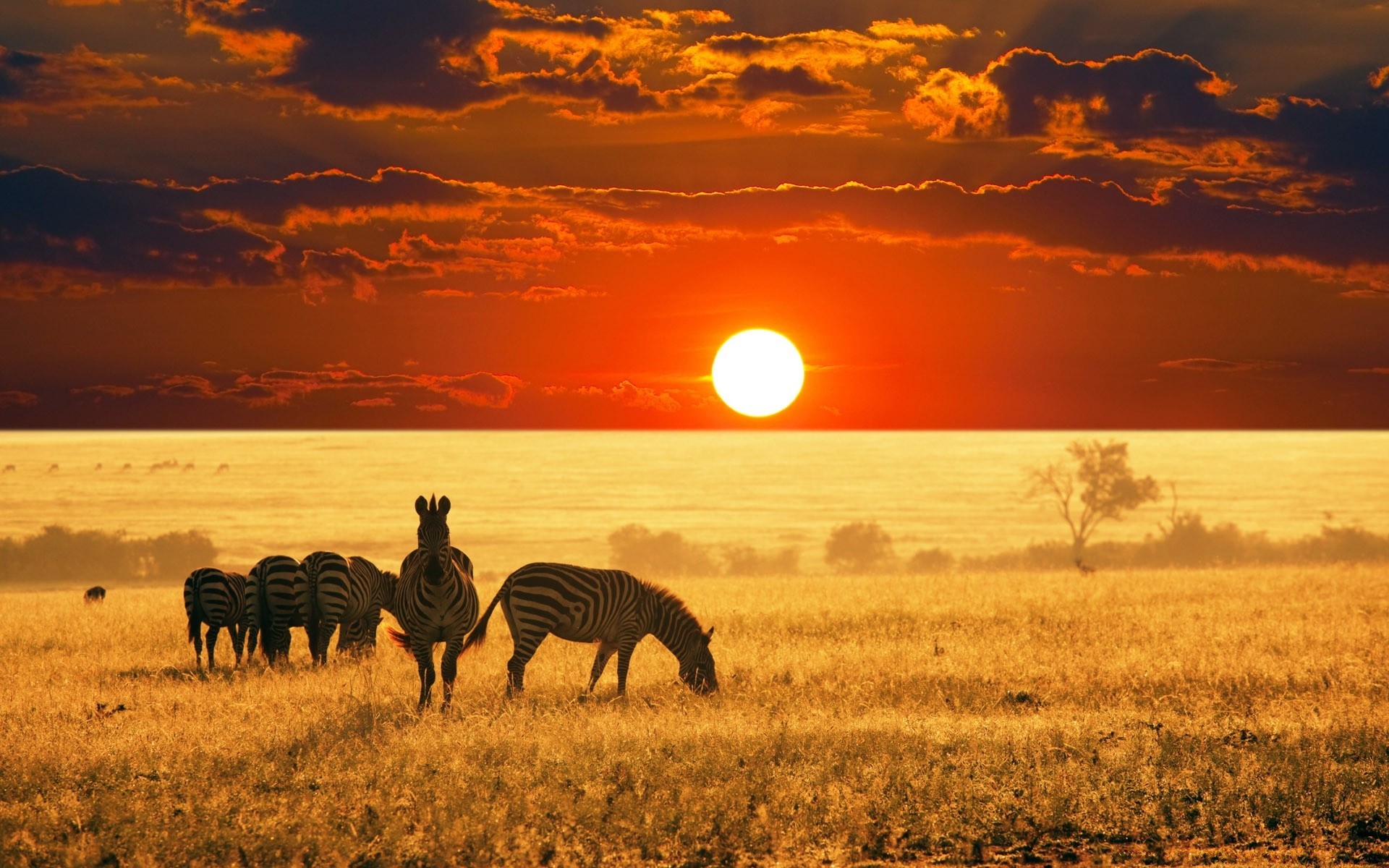 animals sunset dawn sun evening dusk sky landscape nature fair weather