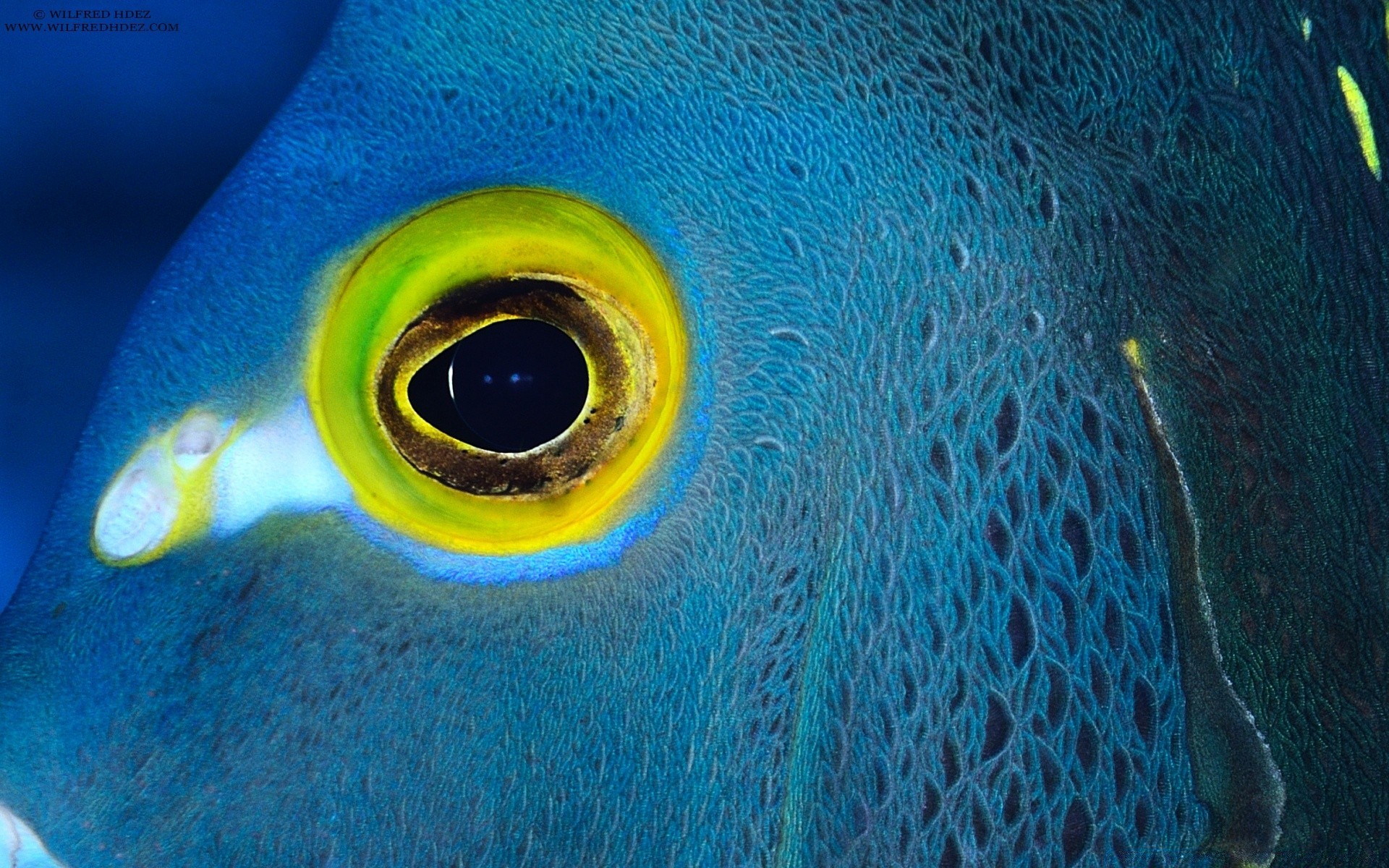 meerestiere unterwasser fische tropisch natur wasser ozean meer tier türkis schwimmen farbe tierwelt desktop marine