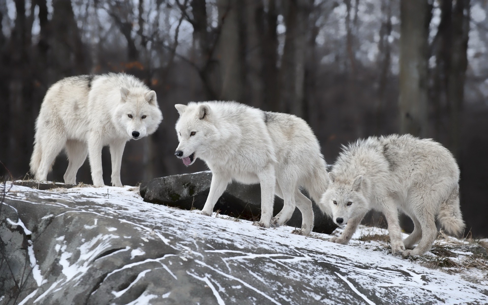 animales lobo frosty mamífero vida silvestre naturaleza nieve polar depredador canino invierno salvaje al aire libre animal carnívoro peligro piel perro canis madera