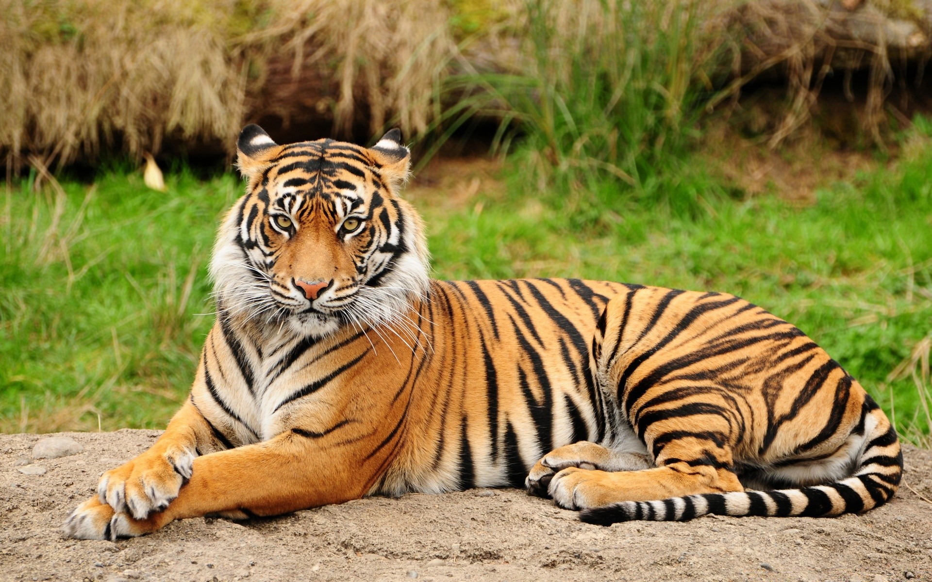 animaux faune tigre chat mammifère animal safari sauvage chasseur zoo jungle prédateur bande tête agression chasse mangeur de viande danger en colère