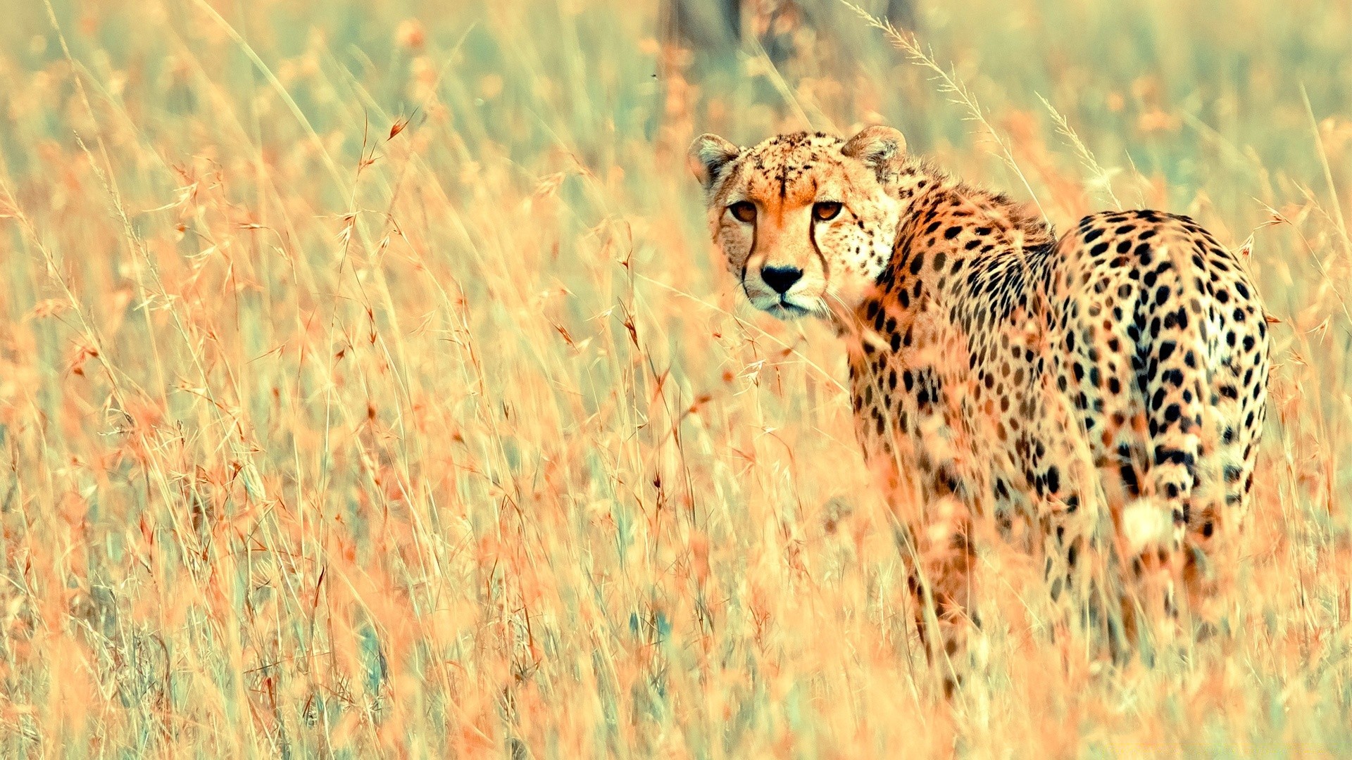 tiere tierwelt säugetier natur gras tier wild safari im freien gepard katze