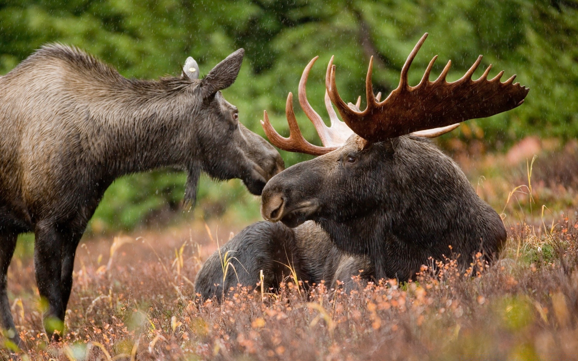 animals mammal wildlife animal moose wild fur grass deer nature outdoors antler wood hayfield large