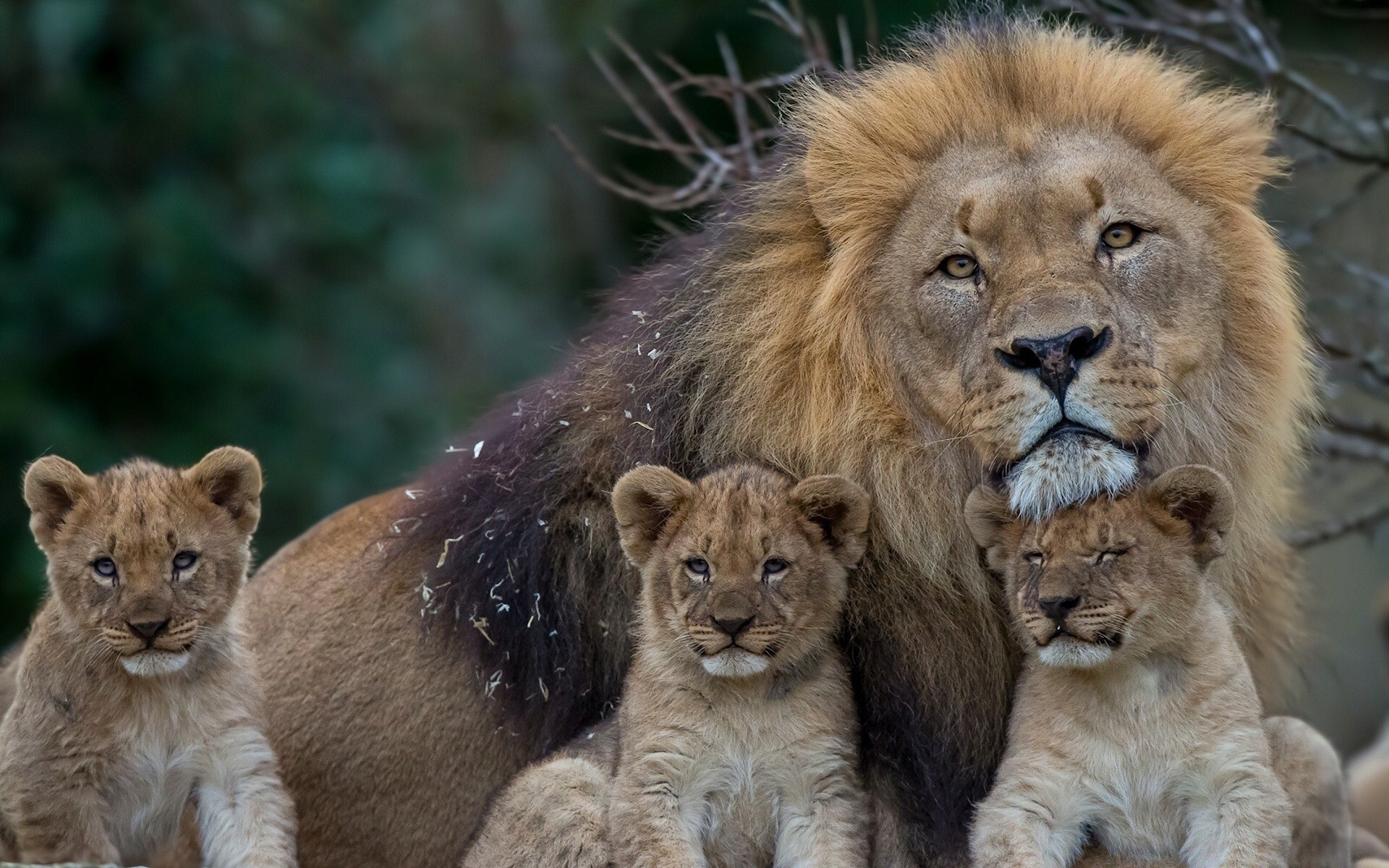 animais gato leão vida selvagem mamífero predador comedor de carne safari leoa selvagem caçador lobo grande animal gato grande pantera perigo natureza jardim zoológico cinco