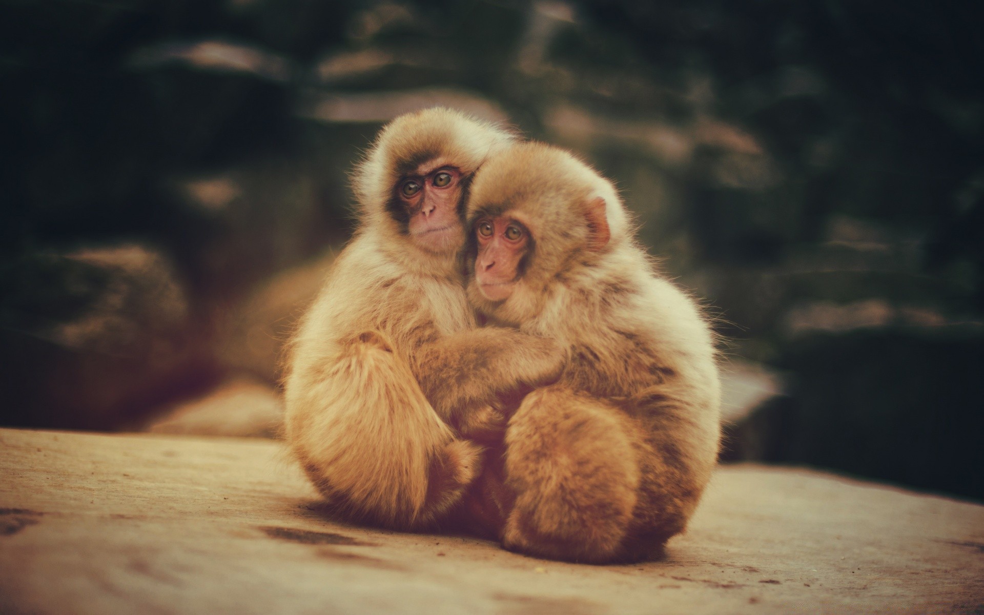 animali scimmia mammifero primate ritratto bambino da solo carino fauna selvatica natura pelliccia legno animale macachi criniera