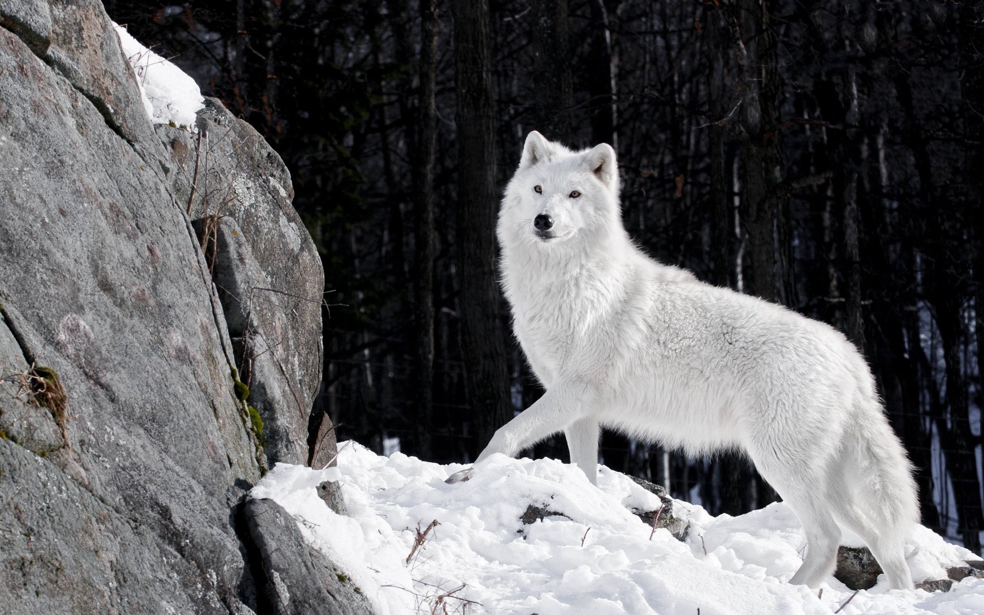 animales nieve invierno helada naturaleza al aire libre salvaje frío madera hielo vida silvestre mamífero