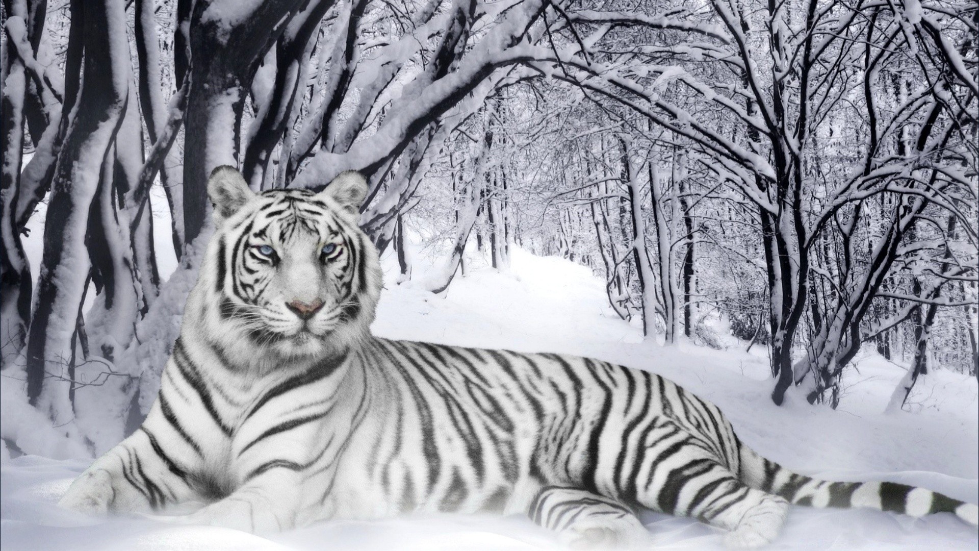 animais tigre gato inverno natureza listra neve mamífero vida selvagem selvagem frio perigo retrato animal grande selva