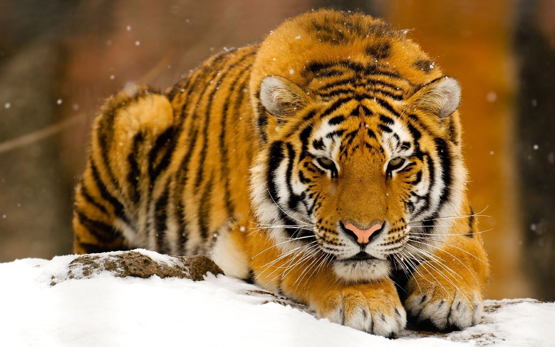 tiere tierwelt katze tier raubtier säugetier tiger natur zoo jäger wild fleischesser