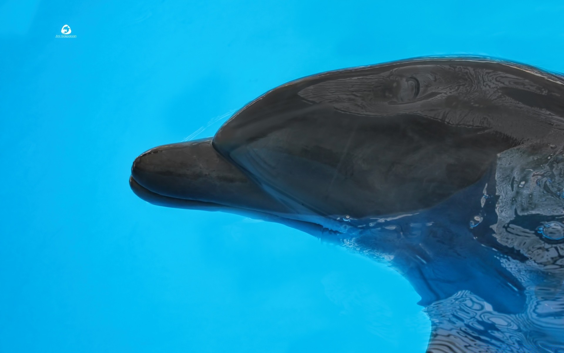 animais marinhos debaixo d água peixes água natação sozinho oceano mar vida selvagem viagens sopradores luz do dia ao ar livre mergulho vista lateral natureza