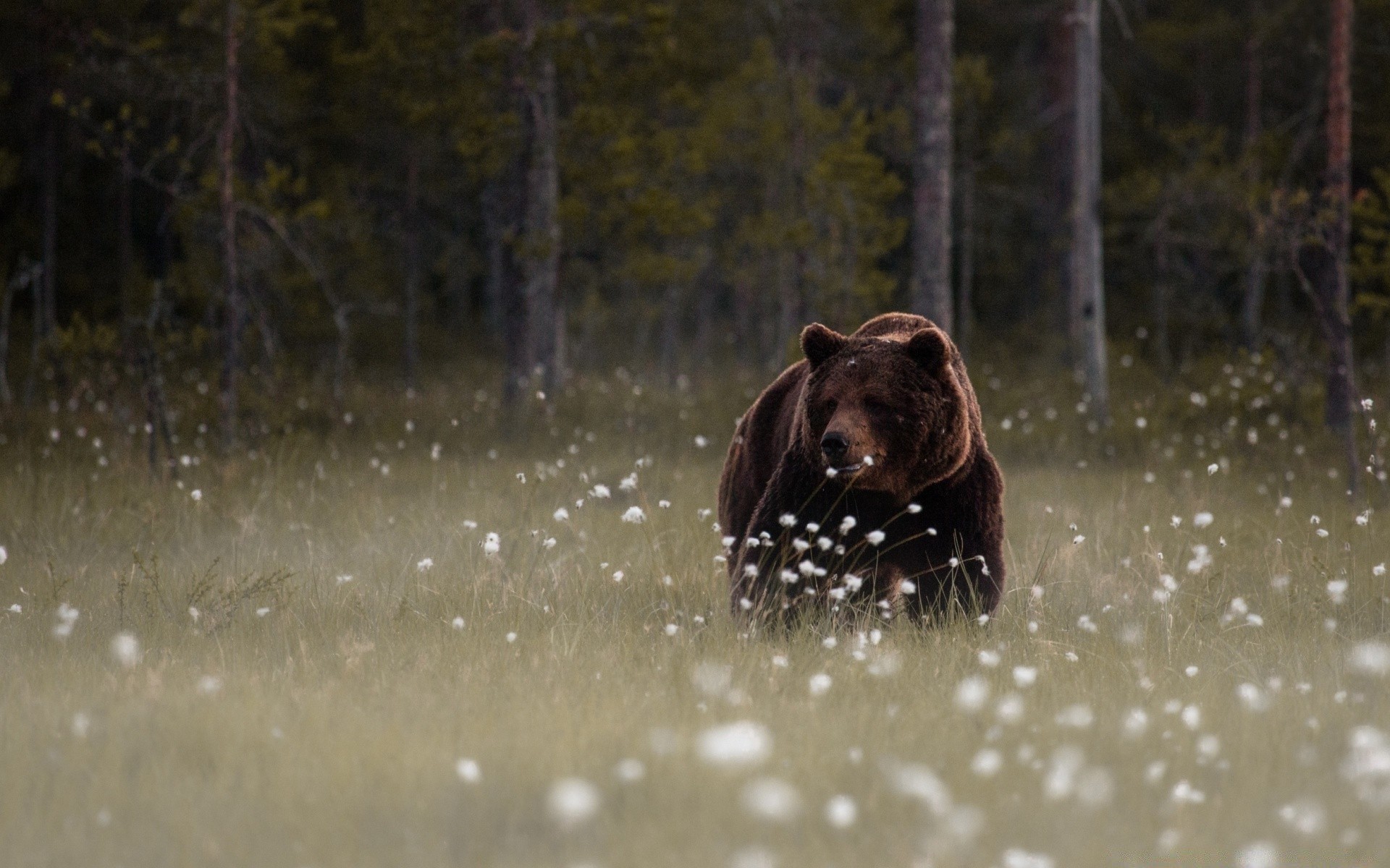 zwierzęta woda deszcz mokro na zewnątrz zima ssak śnieg zimno natura ruch rzeka przyroda jeden akcja