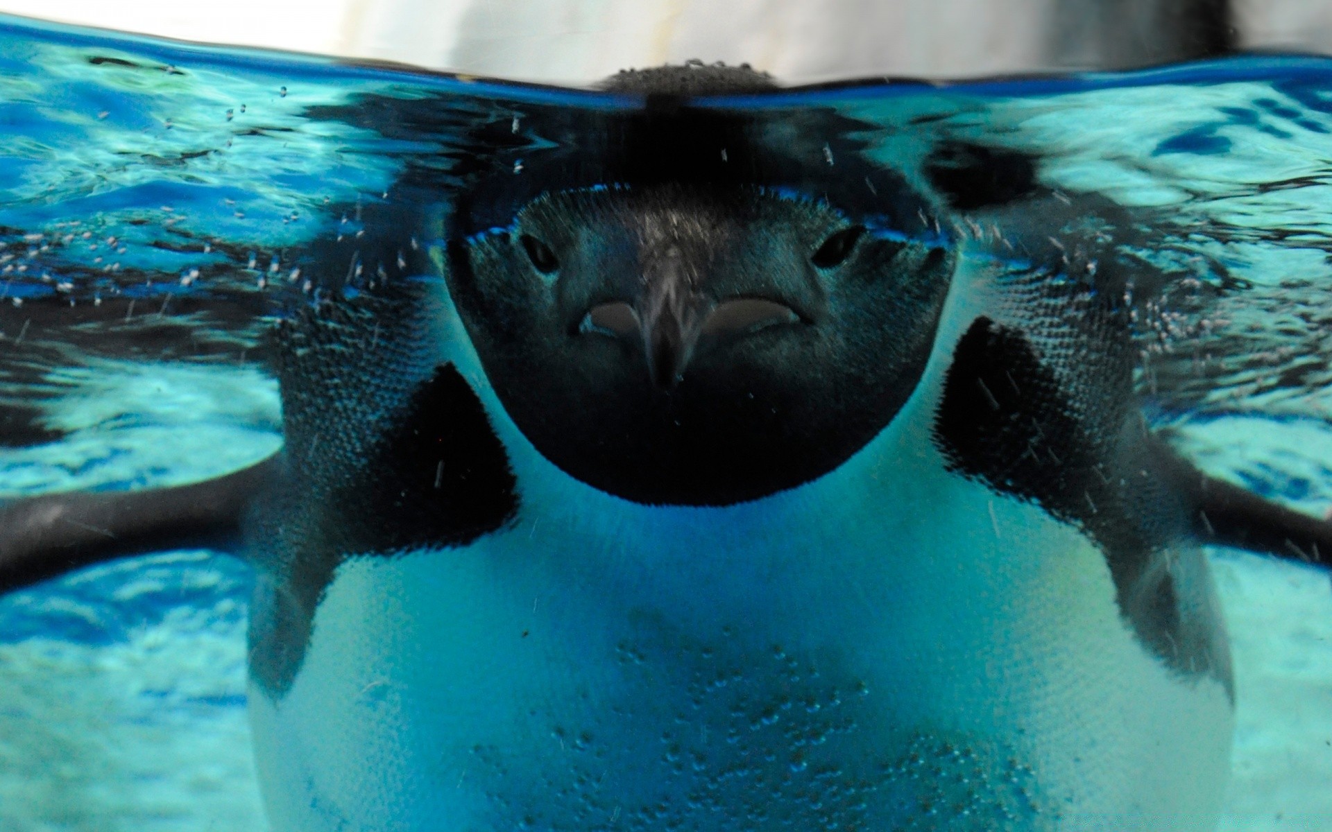 海洋动物 水下 游泳 水 鱼 野生动物 水族馆 一 潜水 海洋