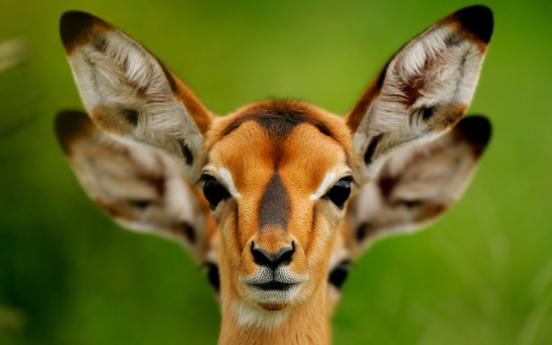 animaux animal faune mignon nature mammifère sauvage portrait zoo safari oeil herbe fourrure