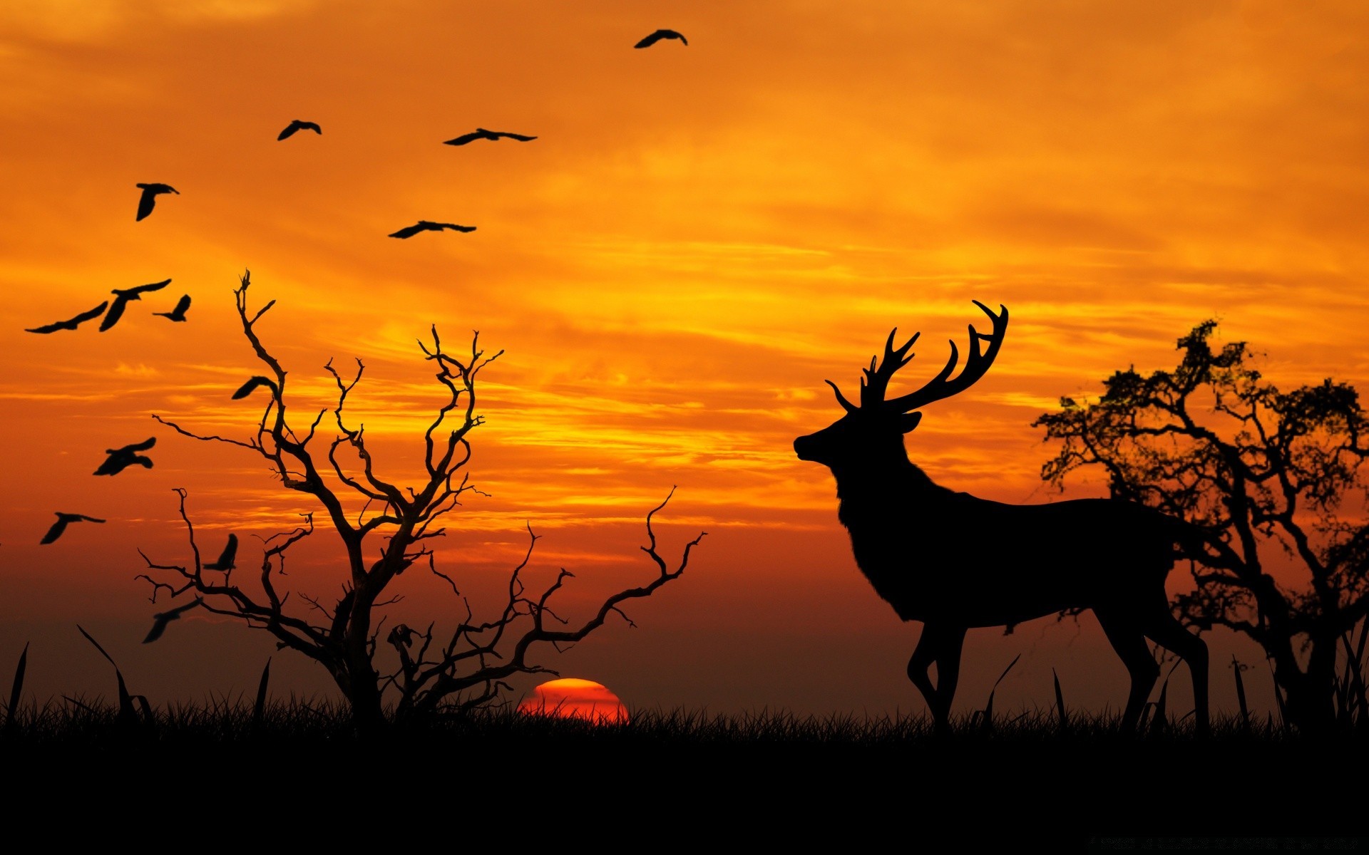 животные силуэт закат рассвет подсветкой вечером олень сумрак дикой природы дерево природа солнце сафари пейзаж небо