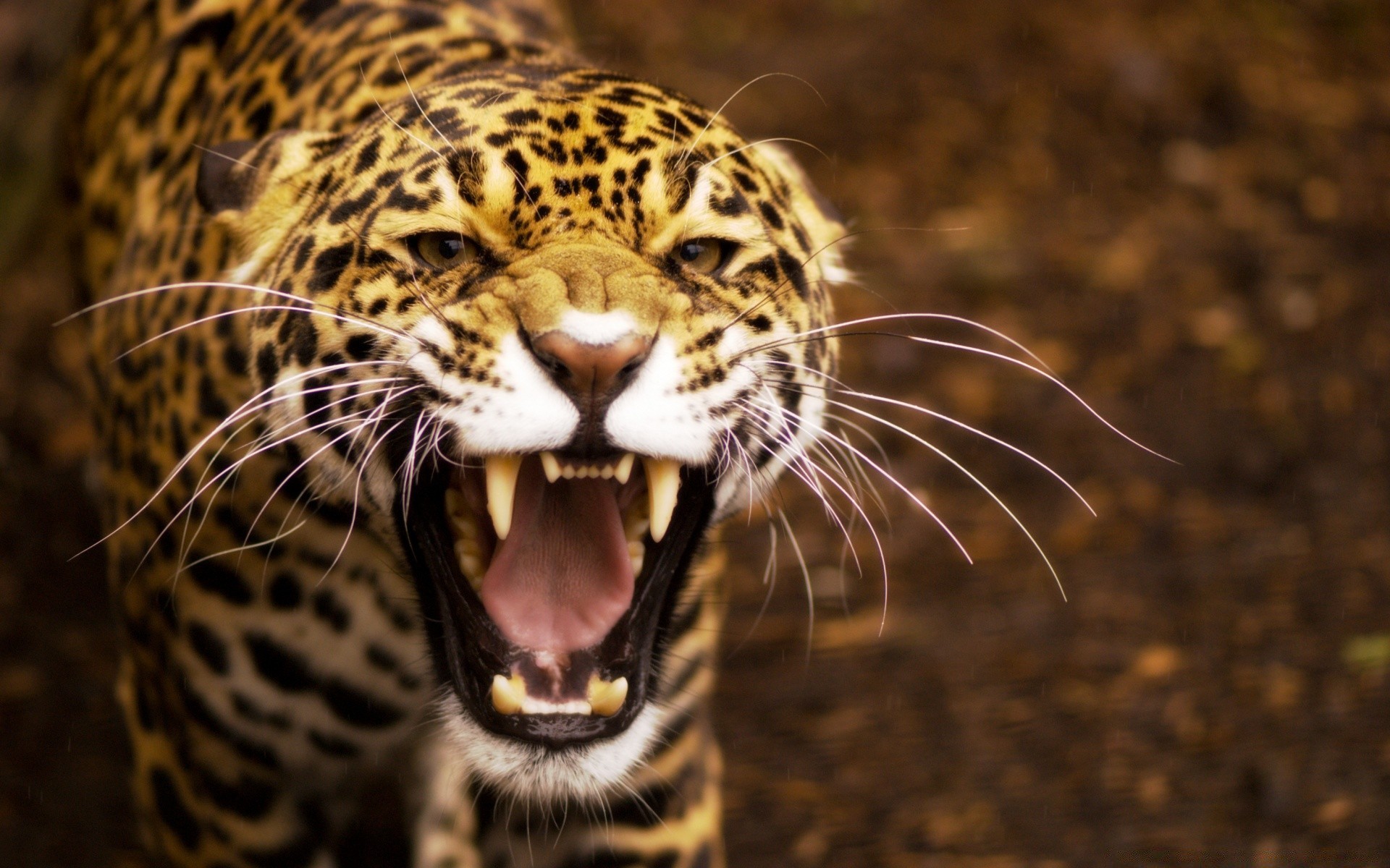 animales gato vida silvestre mamífero leopardo zoológico naturaleza tigre depredador retrato animal peligro safari cazador selva