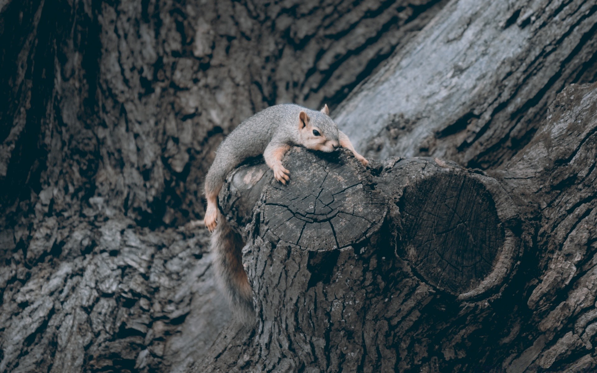 animals mammal wildlife rodent nature outdoors one portrait wood cute animal