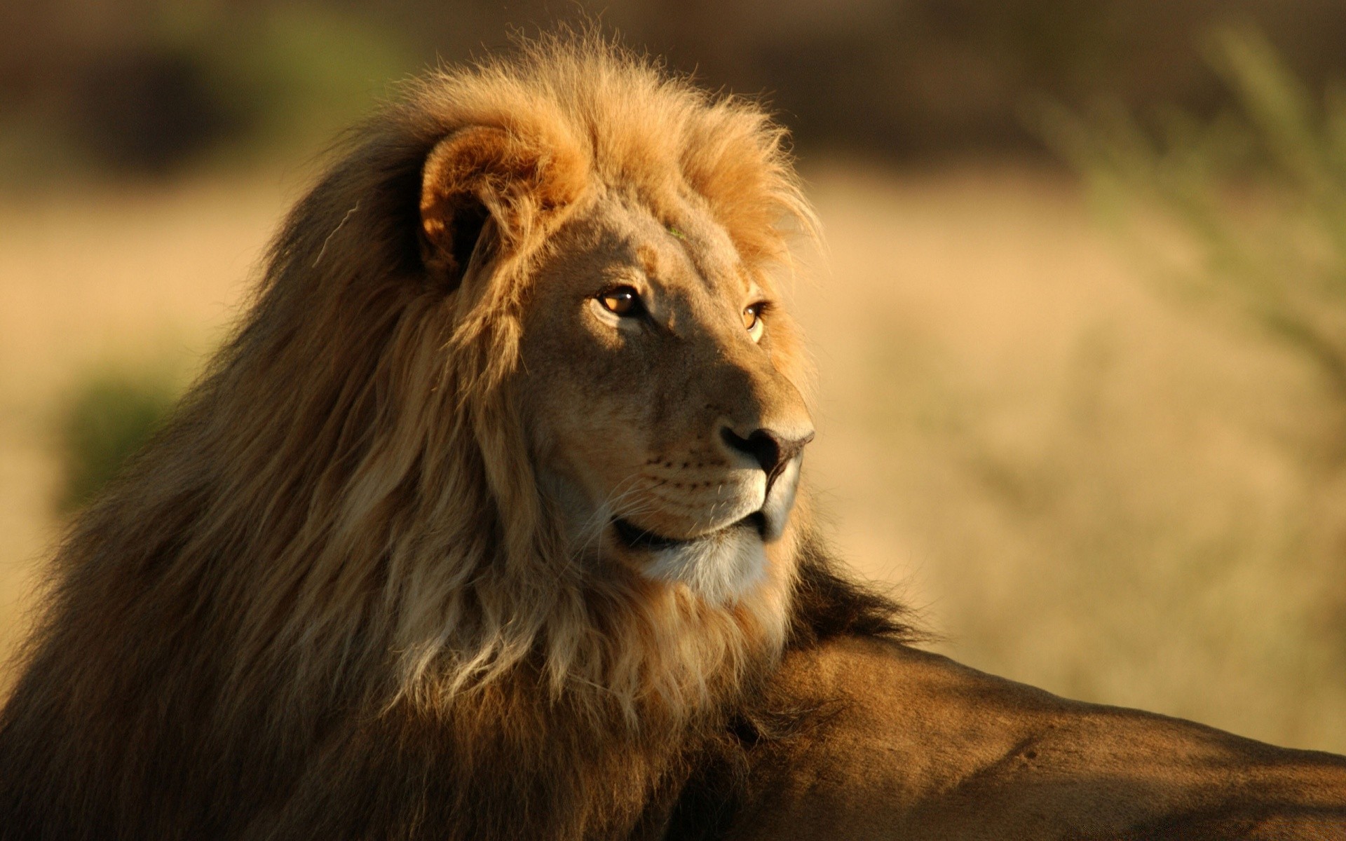 animaux chat lion faune mammifère portrait animal manet safari sauvage zoo prédateur nature fourrure